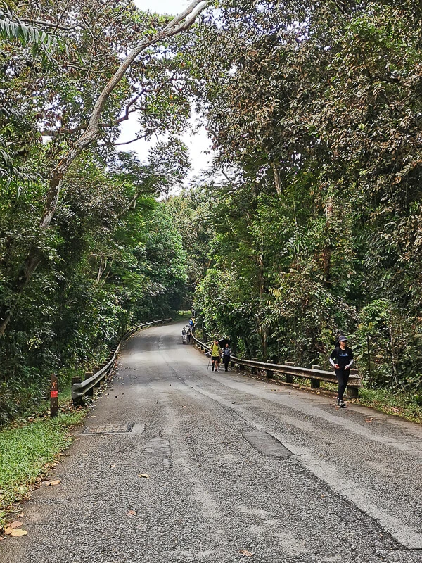 MacRitchie Reservoir - Suggested Route - MacRitchie Reservoir to Bukit Timah Nature Reserve - Rifle Range Road (3)