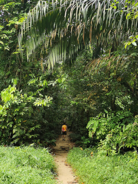 Visiting MacRitchie Reservoir: Everything You Need To Know - Trevallog