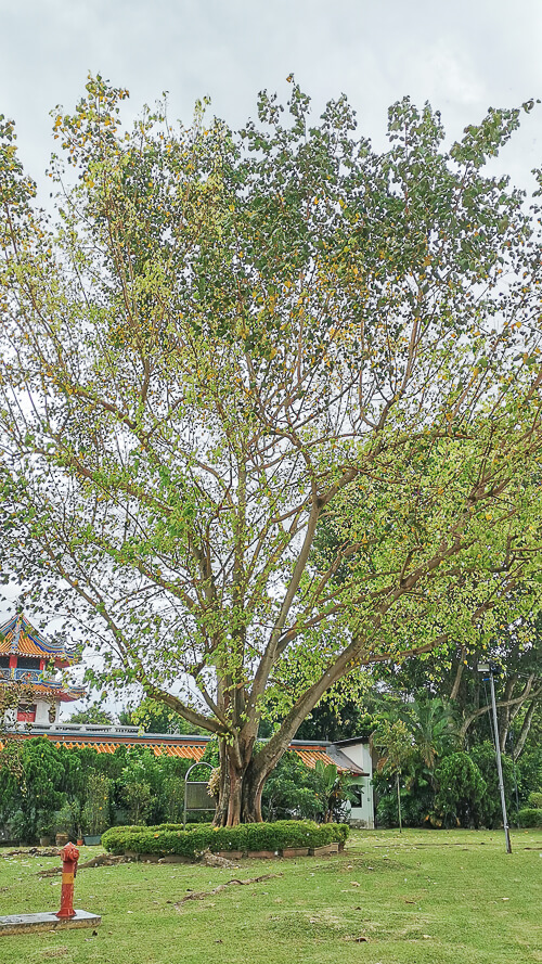 Kong Meng San Phor Kark See Singapore - Bodhi Tree 