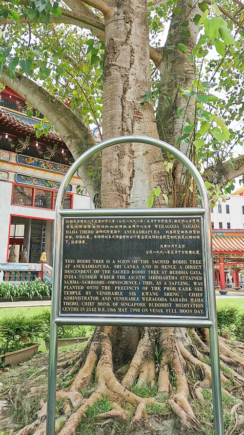 Kong Meng San Phor Kark See Singapore - Bodhi Tree