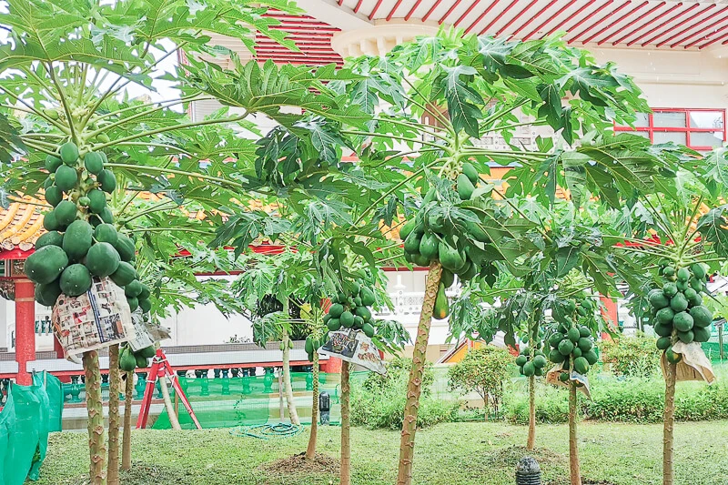 Kong Meng San Phor Kark See Singapore - Papaya garden