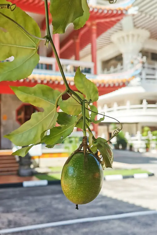Kong Meng San Phor Kark See Singapore - Passionfruit