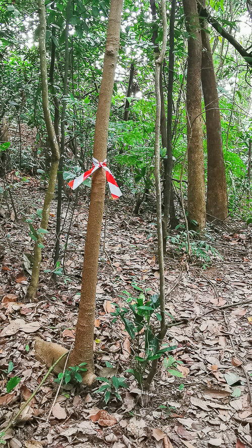 Guide to Inside of Bukit Batok Hillside Park