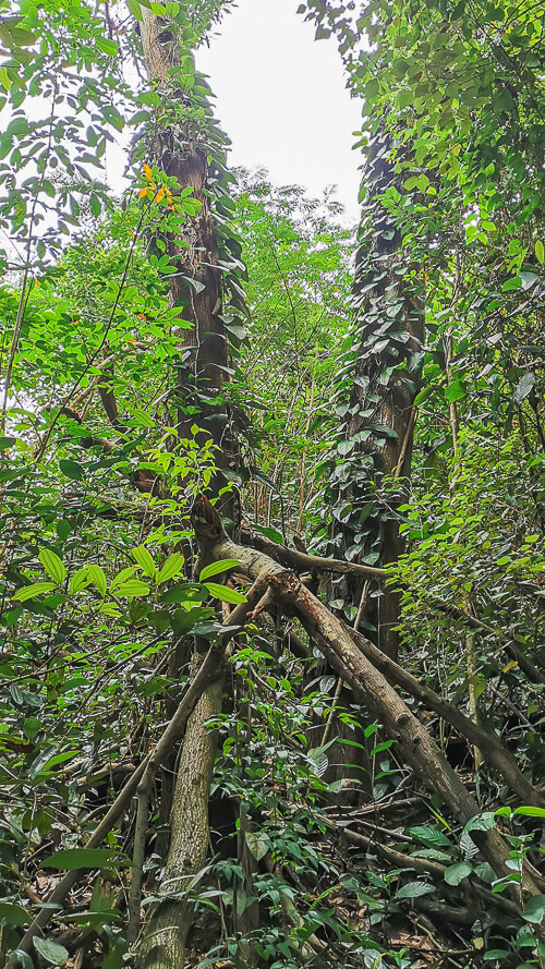 Guide to Inside of Bukit Batok Hillside Park