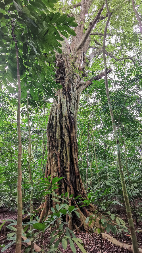 Inside Dover Forest East