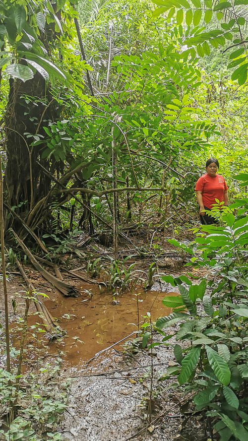 Inside Dover Forest East