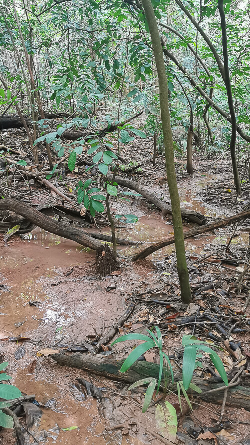 Inside Dover Forest East