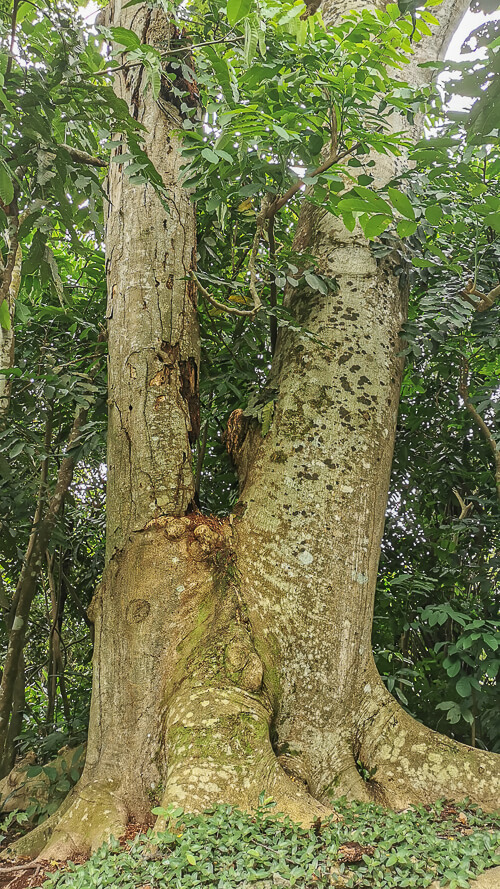 Inside Dover Forest East