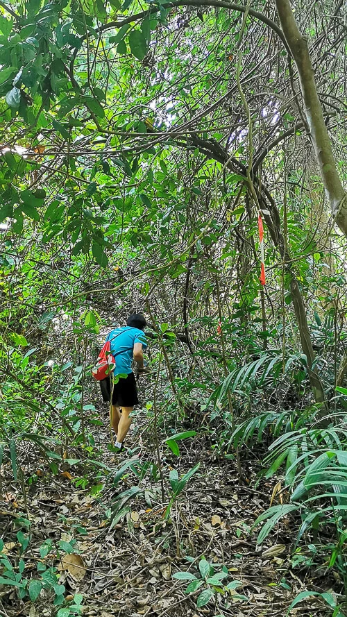 Inside Dover Forest West