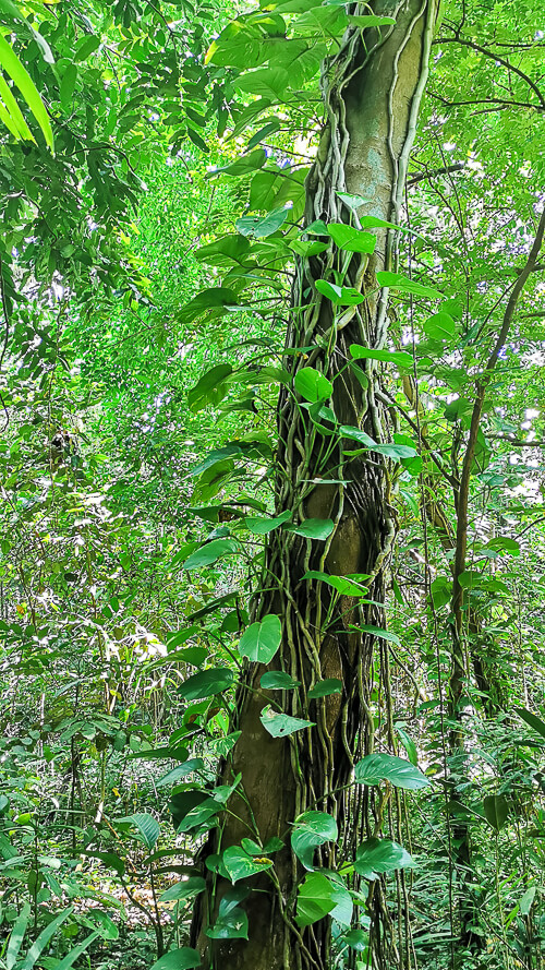 Inside Dover Forest West