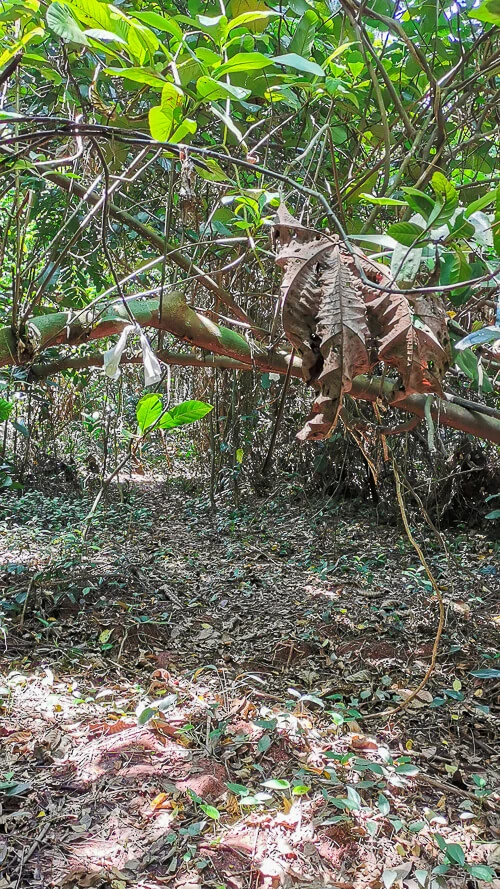 Inside Dover Forest West