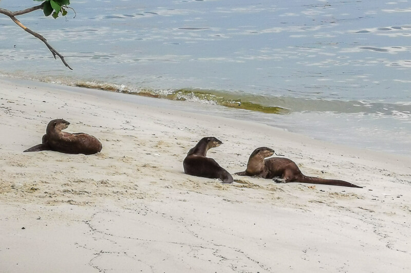 Coast to Coast Trail Singapore - Checkpoint Guide - CP9 to Bus Stop Punggol End Road (1) - Otter family sunbathing