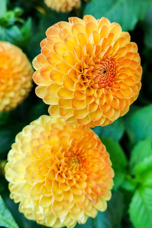 CNY 2022 Chinese New Year - Dahlia Dreams at Flower Dome Gardens by the Bay Singapore