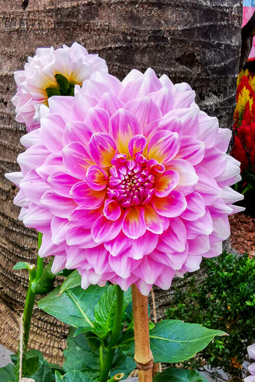 CNY 2022 Chinese New Year - Dahlia Dreams at Flower Dome Gardens by the Bay Singapore