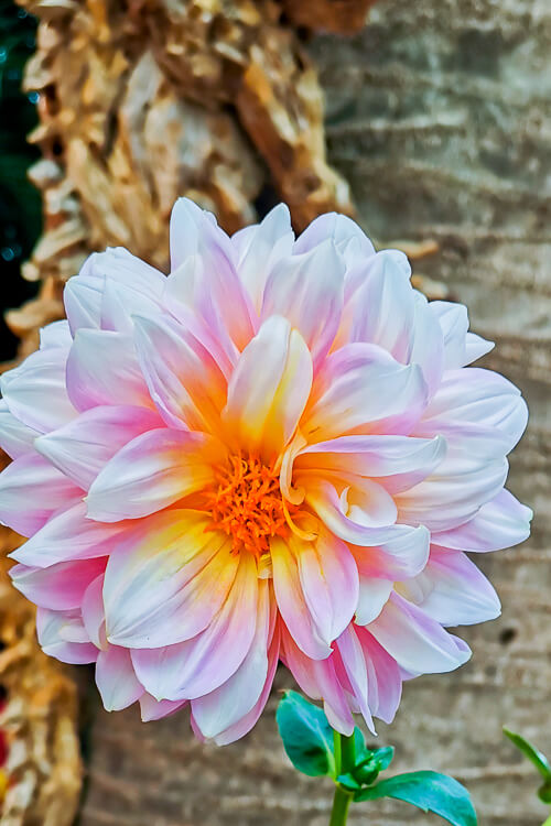 CNY 2022 Chinese New Year - Dahlia Dreams at Flower Dome Gardens by the Bay Singapore