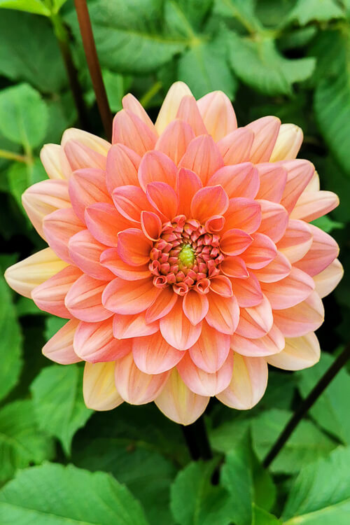 CNY 2022 Chinese New Year - Dahlia Dreams at Flower Dome Gardens by the Bay Singapore