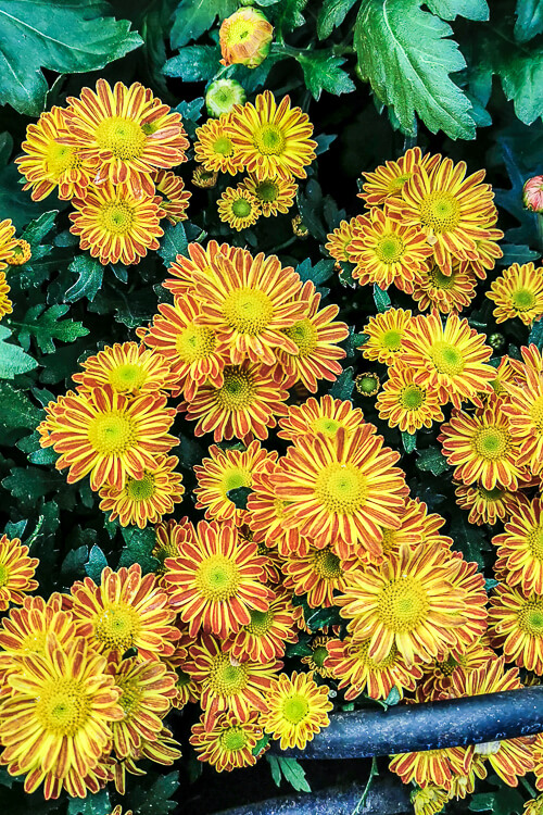 CNY 2022 Chinese New Year - Dahlia Dreams at Flower Dome Gardens by the Bay Singapore