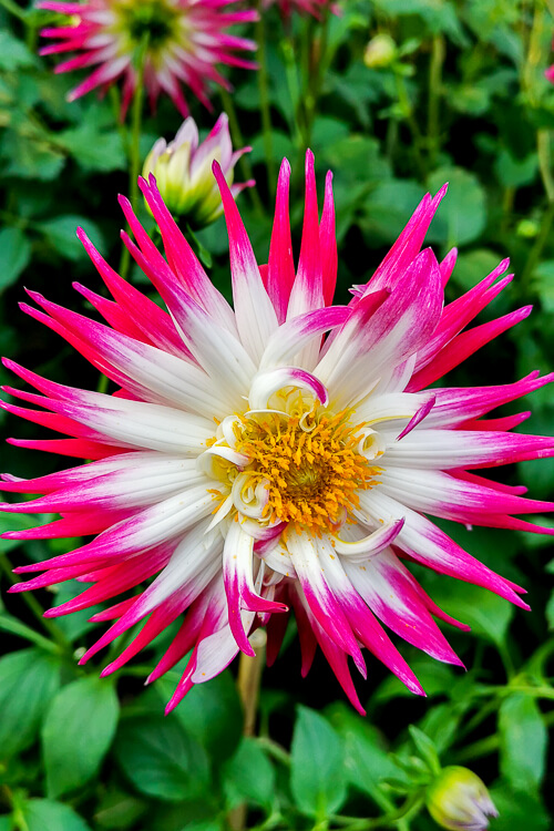 CNY 2022 Chinese New Year - Dahlia Dreams at Flower Dome Gardens by the Bay Singapore