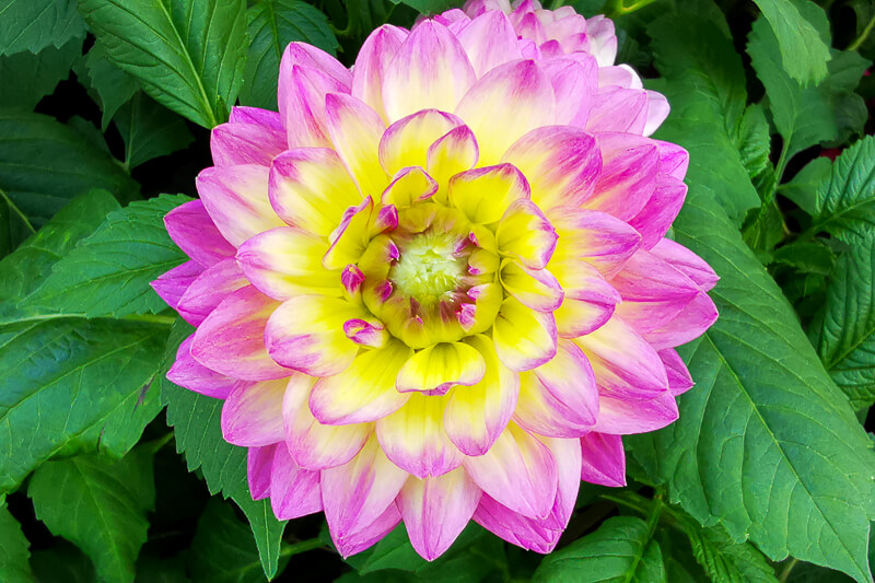 CNY 2022 Chinese New Year - Dahlia Dreams at Flower Dome Gardens by the Bay Singapore