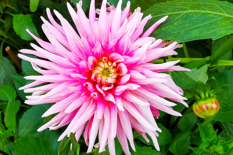 CNY 2022 Chinese New Year - Dahlia Dreams at Flower Dome Gardens by the Bay Singapore