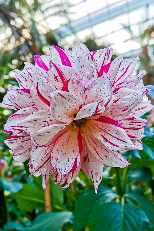 CNY 2022 Chinese New Year - Dahlia Dreams at Flower Dome Gardens by the Bay Singapore