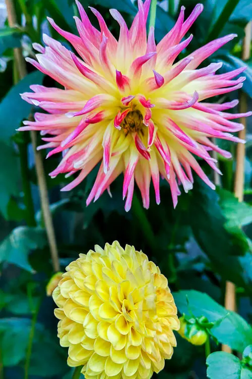 CNY 2022 Chinese New Year - Dahlia Dreams at Flower Dome Gardens by the Bay Singapore