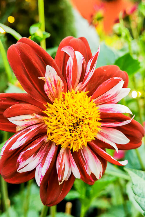 CNY 2022 Chinese New Year - Dahlia Dreams at Flower Dome Gardens by the Bay Singapore