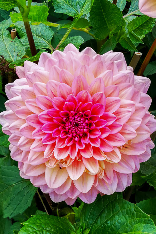 CNY 2022 Chinese New Year - Dahlia Dreams at Flower Dome Gardens by the Bay Singapore