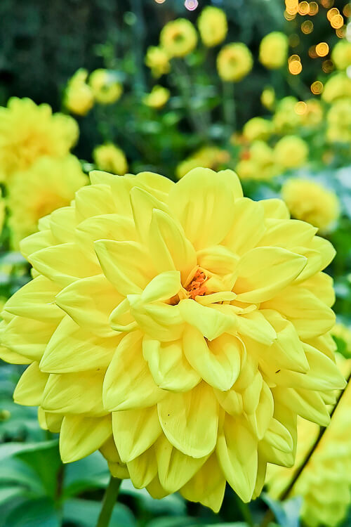 CNY 2022 Chinese New Year - Dahlia Dreams at Flower Dome Gardens by the Bay Singapore