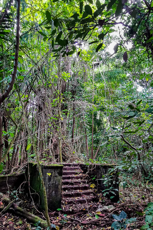 Thomson Nature Park - Rambutan Trail