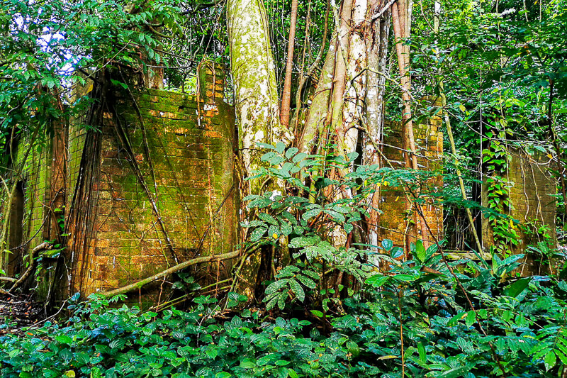 Thomson Nature Park - Ruins and Figs - Stream and Ferns Trail