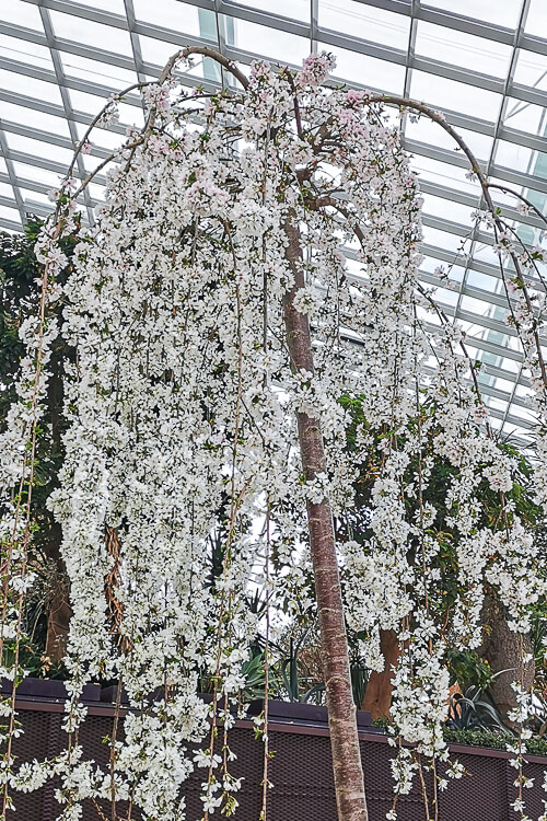 Gardens by the Bay - Sakura 2022 - Sakura Flower