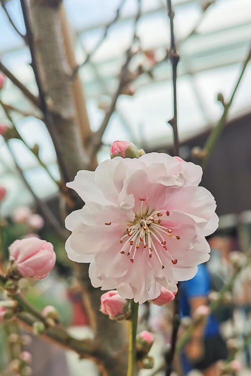 Gardens by the Bay - Sakura 2022 - Sakura Flower