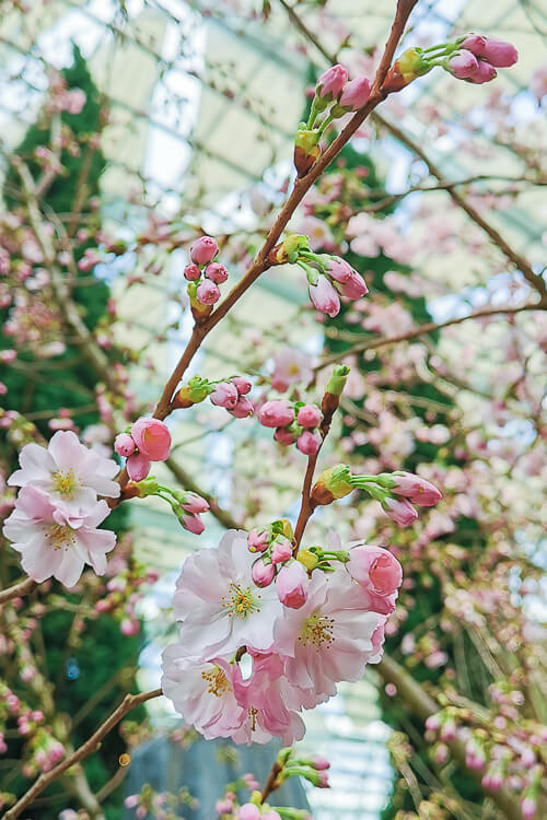 Gardens by the Bay - Sakura 2022 - Sakura Flower