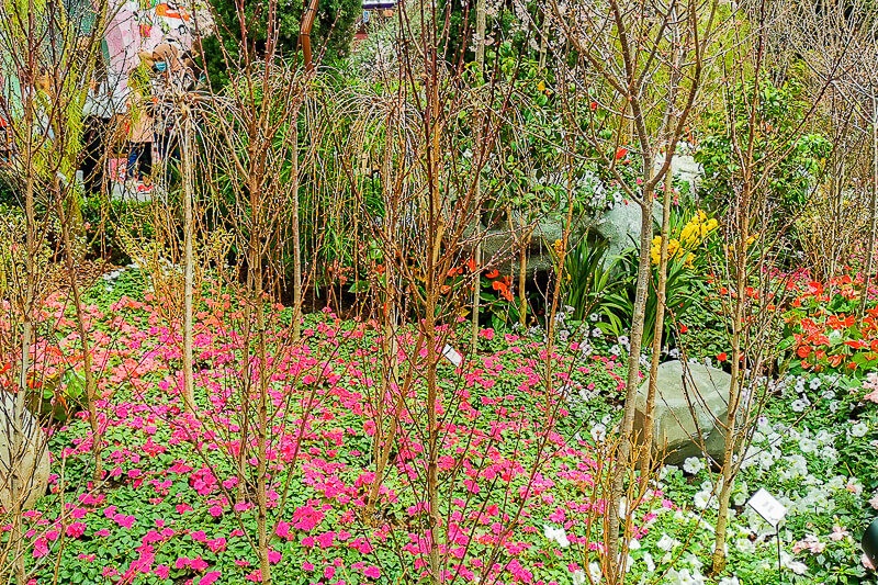 Gardens by the Bay - Sakura 2022 - Sakura Flower