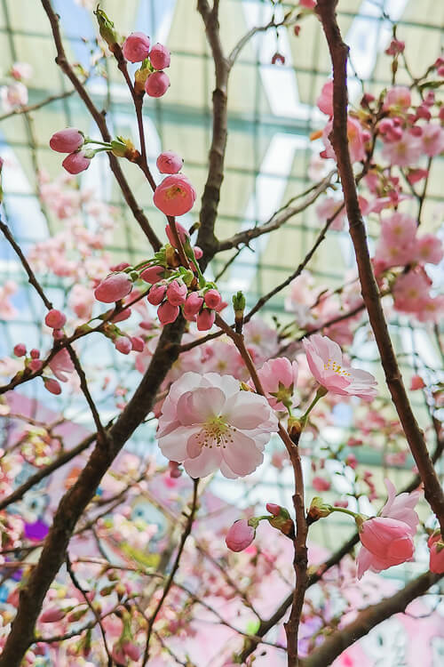 Gardens by the Bay - Sakura 2022 - Sakura Flower