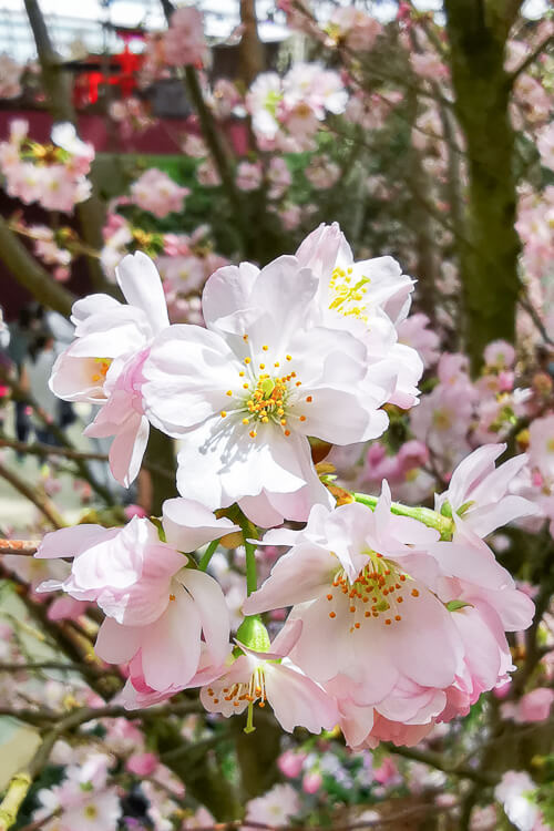 Gardens by the Bay - Sakura 2022 - Sakura Flower