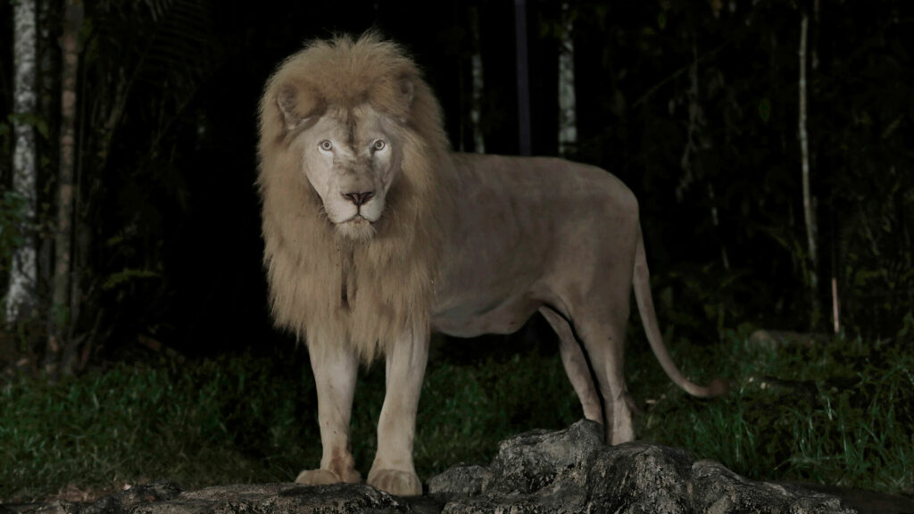 Night Safari Singapore Lion