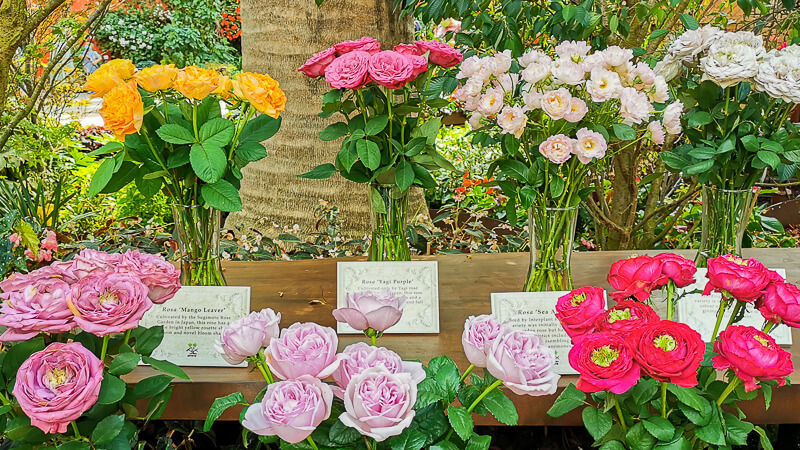 Gardens by the Bay - Rose Romance 2022 - Roses