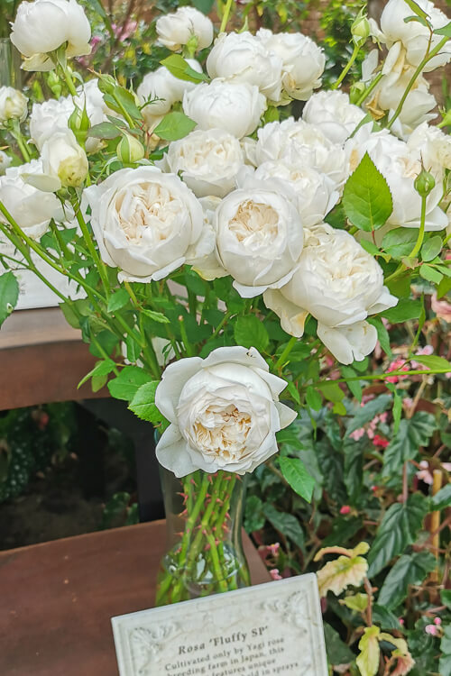 Gardens by the Bay - Rose Romance 2022 - Roses