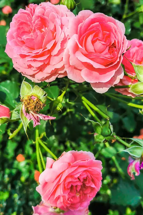 Gardens by the Bay - Rose Romance 2022 - Roses