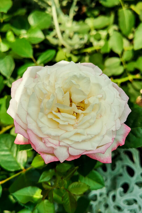 Gardens by the Bay - Rose Romance 2022 - Roses