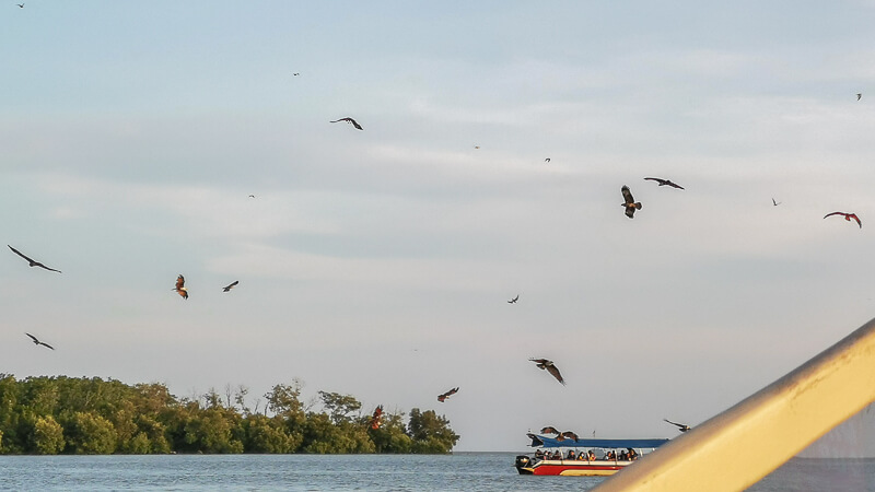 Kuala Selangor Eagle Feeding