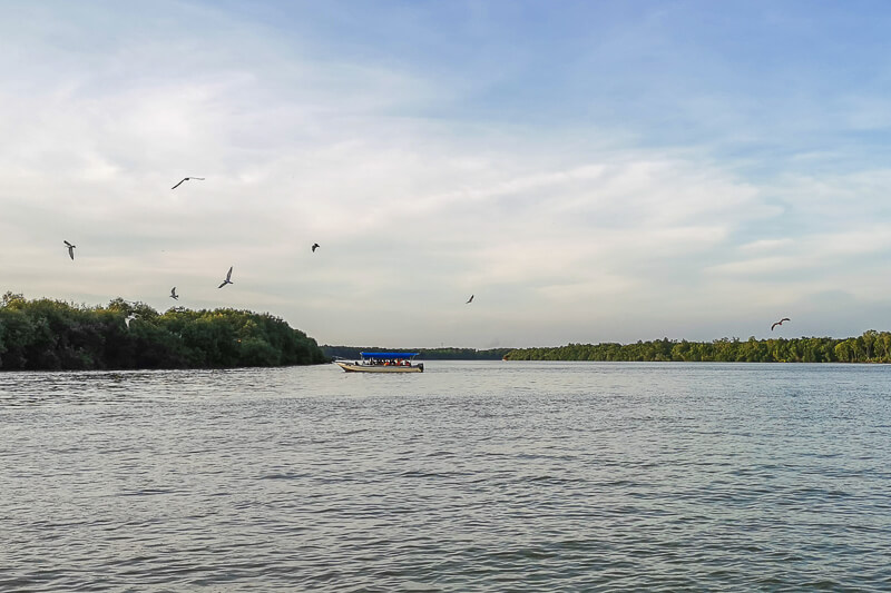 Kuala Selangor Eagle Feeding