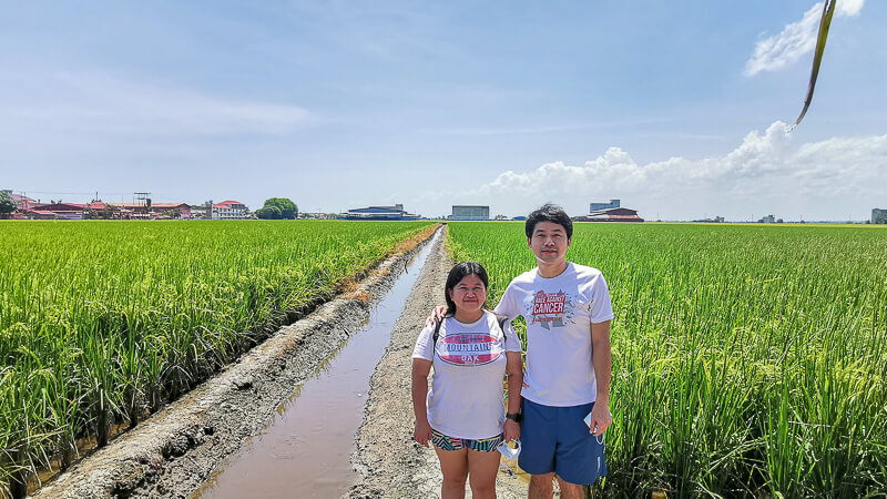 Day Trip to Sekinchan Kuala Selangor Malaysia - Paddy Field