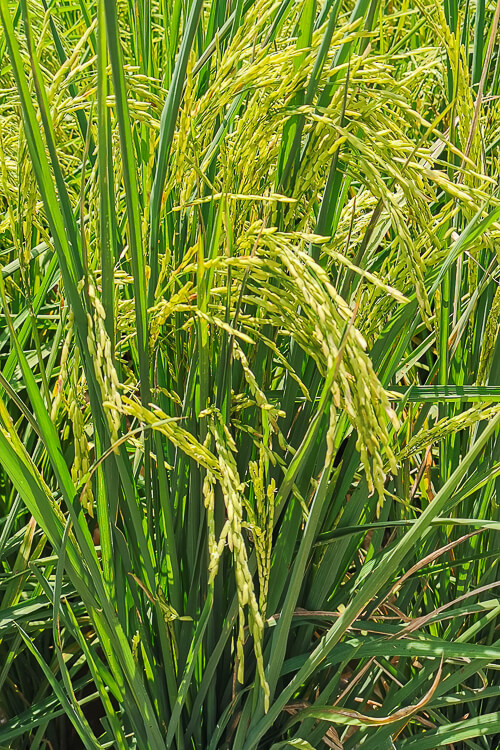 Day Trip to Sekinchan Kuala Selangor Malaysia - Paddy Field