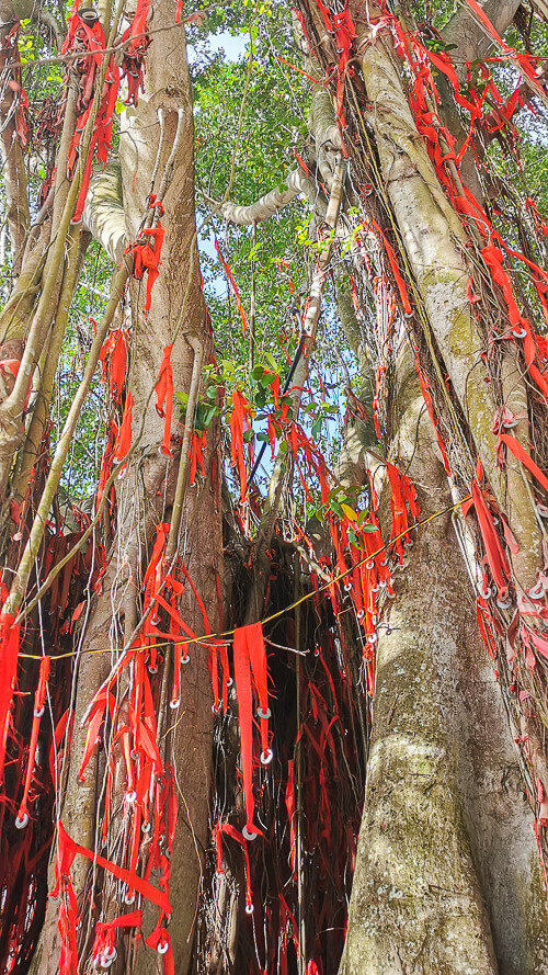 Day Trip to Sekinchan Kuala Selangor Malaysia - Sekinchan Wishing Tree