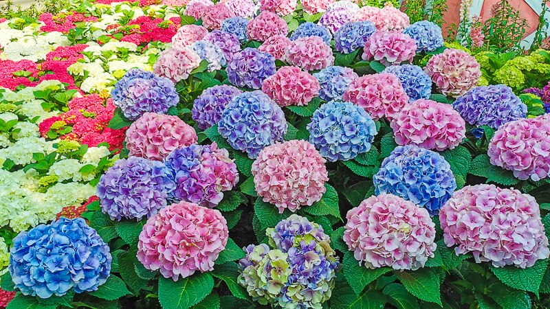 Gardens by the Bay - Flower Dome - Hydrangea 2022 - Dutch Cows and Dairy