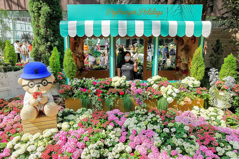 Gardens by the Bay - Flower Dome - Hydrangea 2022 - Flower Field