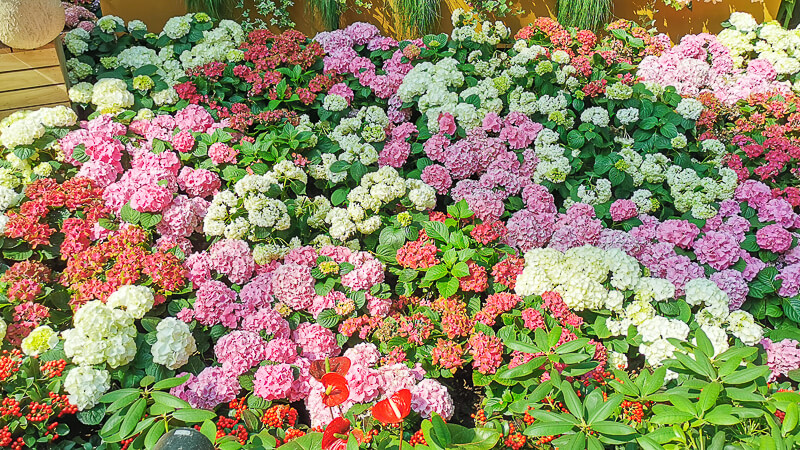 Gardens by the Bay - Flower Dome - Hydrangea 2022 - Flower Field